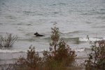 MacGregor Point Provincial Park, Ontario, Canada. Lots of spots for pets to swim
