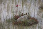 MacGregor Point Provincial Park, Ontario, Canada. Marsh