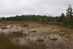 MacGregor Point Provincial Park, Ontario, Canada. Marsh