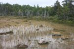 MacGregor Point Provincial Park, Ontario, Canada. Marsh