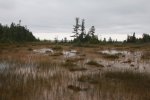 MacGregor Point Provincial Park, Ontario, Canada. Marsh