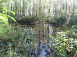 MacGregor Point Provincial Park, Ontario, Canada. Marsh area in Tower Trail