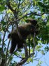 Click to enlarge MacGregor Point Provincial Park, Ontario, Canada. Porcupine in tree along Tower Trail
