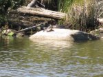 MacGregor Point Provincial Park, Ontario, Canada. Turtles in Snake Pond