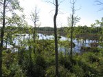 MacGregor Point Provincial Park, Ontario, Canada. View of marsh from Tower