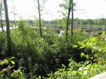 MacGregor Point Provincial Park, Ontario, Canada. View of marsh on Tower Trail