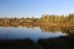 MacGregor Point Provincial Park, Ontario, Canada. Water snake pond