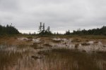MacGregor Point Provincial Park, Ontario, Canada. Wetland in campground