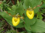 Click to enlarge MacGregor Point Provincial Park, Ontario, Canada. Yellow Lady Slippers seen in Algonquin campground