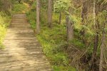 Click to enlarge Marten River Provincial Park, Ontario, Canada. Boardwalks on the trail over marshy areas.