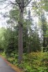 Click to enlarge Marten River Provincial Park, Ontario, Canada. Large pines throughout park attracting woodpeckers.