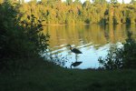 Click to enlarge Marten River Provincial Park, Ontario, Canada. Heron visited our site.