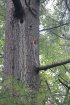 Click to enlarge Marten River Provincial Park, Ontario, Canada. Large holes in the trees from woodpeckers.