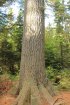 Click to enlarge Marten River Provincial Park, Ontario, Canada. Large pines along trail.