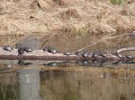 Click to enlarge The Pinery Provincial Park, Ontario, Canada. Turtles sunning themselves, seen from Riverside Trail