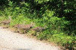 Click to enlarge The Pinery Provincial Park, Ontario, Canada. Turkey family in campground