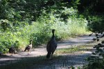 Click to enlarge The Pinery Provincial Park, Ontario, Canada. Turkey family in campground