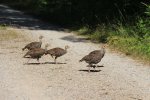 Click to enlarge The Pinery Provincial Park, Ontario, Canada. Turkey family walking around riverside campground
