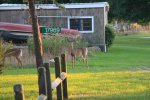 Click to enlarge Rondeau Provincial Park, Ontario, Canada. Deer roaming amongst the private cottages.