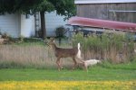 Click to enlarge Rondeau Provincial Park, Ontario, Canada. Deer roaming amongst the private cottages.