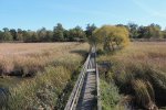 Click to enlarge Rondeau Provincial Park, Ontario, Canada. Marsh Trail