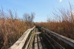 Click to enlarge Rondeau Provincial Park, Ontario, Canada. Marsh Trail