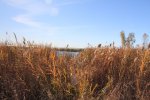 Click to enlarge Rondeau Provincial Park, Ontario, Canada. Marsh Trail