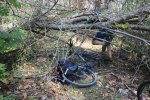 Click to enlarge Rondeau Provincial Park, Ontario, Canada. Trees down across the trail.