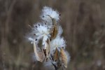 Selkirk Provincial Park, Ontario, Canada. Beautiful fall weeds.