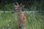 Click to enlarge Sleeping Giant Provincial Park, Ontario, Canada. Wildlife in the campground