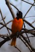 Click to enlarge Wheatley Provincial Park, Ontario, Canada. So many beautiful orioles migrating through the park in early May