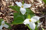 Click to enlarge Wheatley Provincial Park, Ontario, Canada. The campgrounds are full of trilliums in May