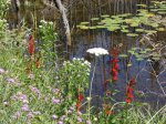 Bruce Peninsula National Park, Ontario, Canada. Cardinal flower along park entrance road