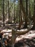 Bruce Peninsula National Park, Ontario, Canada. Cypress Lake Trail