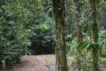 Click to enlarge Parque Ecológico Volcán Arenal, NA, Costa Rica.