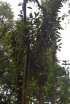 Click to enlarge Parque Ecológico Volcán Arenal, NA, Costa Rica. Beautiful looking trees
