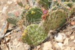 Click to enlarge Grand Canyon National Park, Arizona, United States. Cactus in Grand Canyon National Park - South Rim.