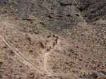 Click to enlarge Grand Canyon National Park, Arizona, United States. Mules on South Kaibab Trail