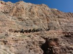 Click to enlarge Grand Canyon National Park, Arizona, United States. Mules on South Kaibab Trail