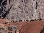 Click to enlarge Grand Canyon National Park, Arizona, United States. Mules on South Kaibab Trail