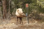 Click to enlarge Grand Canyon National Park, Arizona, United States. This guy looks thirsty!