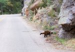 Click to enlarge Chiricahua National Monument, Arizona, United States. Coatimundi (Nasua Nasua) near the road early in the morning. Chiricahua National Monument