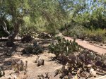 Click to enlarge Lake Havasu State Park, Arizona, United States.
