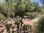 Click to enlarge Lake Havasu State Park, Arizona, United States.