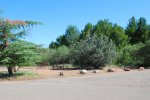 Click to enlarge Dead Horse Ranch State Park, Arizona, United States. Dead Horse Ranch group site.