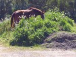 Click to enlarge Five Brooks Horse Camp, California, United States. Five Brooks Camp
The Paradise on Earth!
