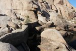 Click to enlarge Joshua Tree National Park, California, United States. Barker Dam Trail