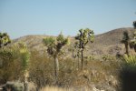 Click to enlarge Joshua Tree National Park, California, United States.