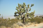Click to enlarge Joshua Tree National Park, California, United States.