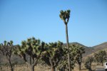 Click to enlarge Joshua Tree National Park, California, United States.